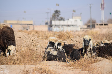 sheep and goat are sleeping on dry grass dry-land farm outdoors landscape photo