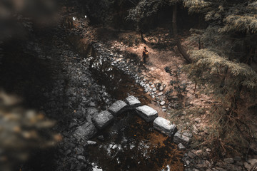 Landscape Photo of Creek in Forest