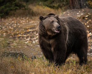 Obraz na płótnie Canvas Grizzly Bear Bruno in Fall colors in Montana USA
