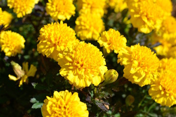 畑にコンパニオンプランツとして植えたマリーゴールド（フレンチ）花盛り、花イメージ素材