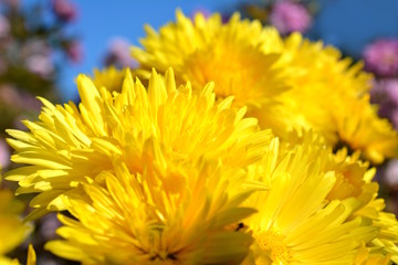 満開の菊の花、黄色い花、秋の花、花畑、花イメージ素材