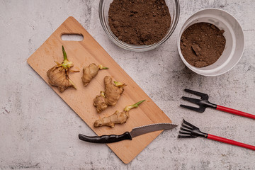 Ginger plant roots on the board ready for planting top view