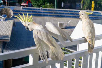 some white cockatoos sitting on the white balcony area in a hotel in Australia