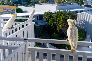 some white cockatoos sitting on the white balcony area in a hotel in Australia