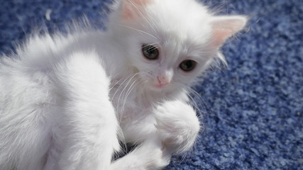 White cat with different eyes. Odd-eyed kitten. Cat with 2 different-colored eyes, heterocromatic eyes — Turkish Angora. It is a cat with heterochromia. Cat looking straight, on the grey background