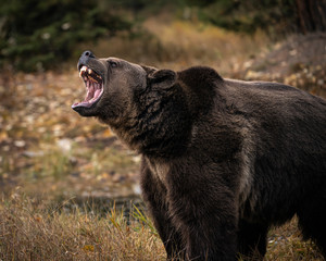 Grizzly Bear Bruno in Fall colors in Montana USA