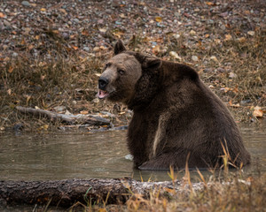 Grizzly Bear Bruno in Fall colors in Montana USA