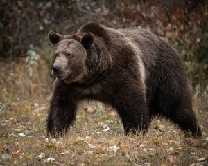Fototapeta na wymiar Grizzly Bear Bruno in Fall colors in Montana USA