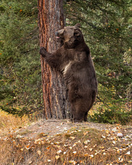Grizzly Bear Bruno in Fall colors in Montana USA