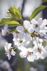 White tender flowers of apple tree in the rays of the sun in early spring. The beginning of a new life.