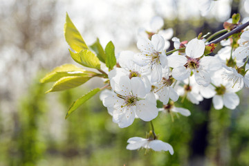 White tender flowers of apple tree in the rays of the sun in early spring. The beginning of a new life.