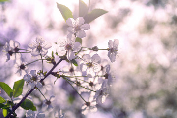 White tender flowers of apple tree in the rays of the sun in early spring. The beginning of a new life.
