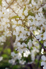 White tender flowers of apple tree in the rays of the sun in early spring. The beginning of a new life.