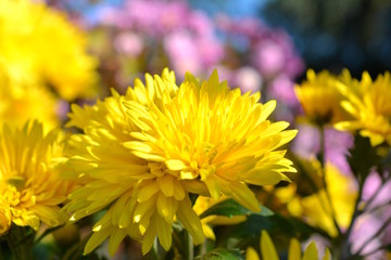 満開の菊の花、黄色い花、秋の花、花畑、花イメージ素材