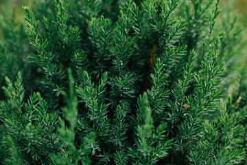 Fototapeta na wymiar Coniferous plant close-up. Juniper branches. Evergreen tree.