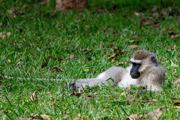 Vervet monkey (Chlorocebus pygerythrus)
