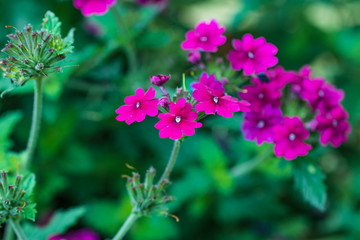 purple flowers in garden