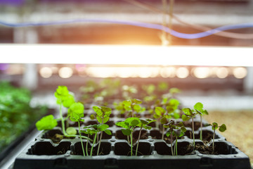 hydroponic farm with basil and green growing vegetables