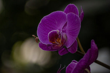 purple orchid on dark background