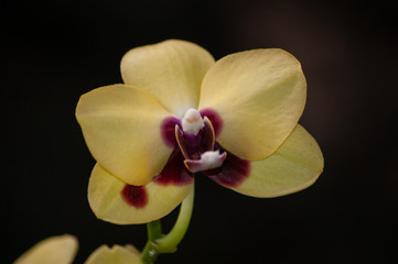 orchid on dark background