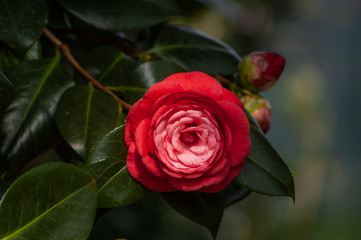 red rose in garden