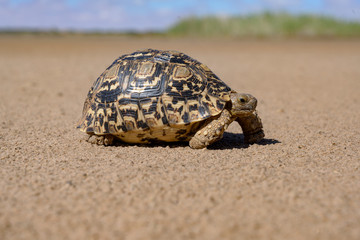 Leopard tortoise in a desert walking