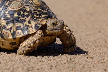 Leopard tortoise in a desert walking