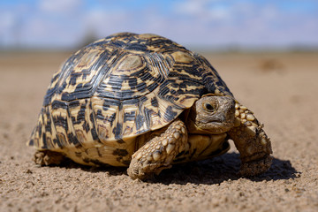 Leopard tortoise in a desert walking