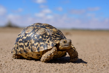 Obraz premium Leopard tortoise in a desert walking