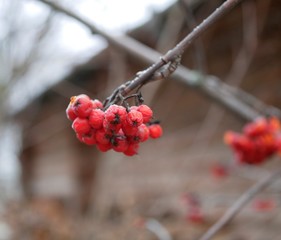 The red berries of the ripe Rowan on the branch are covered with frost on a cloudy frosty morning...