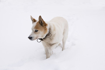 White dog walking through the deep snow.