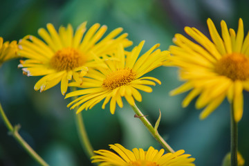 yellow daisies among greenery in the garden
