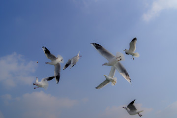 Seagulls trying to grab a piece of bagel thrown from the Bosphorus.