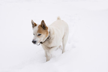White dog walking through the deep snow.
