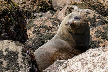 Fototapeta premium New Zealand, South Island. Otago Peninsula, Sandfly Bay. New Zealand sea lion (Phocarctos hookeri), also known as Hooker's sea lion or Whakahao (in Maori)