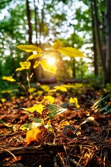 sunset  plant perspective 