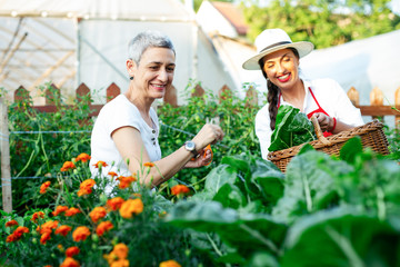 Mother and daughter working in organic vegetable garden.
