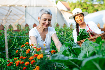 Mother and daughter working in organic vegetable garden.