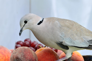 Turtle dove eating fruit from a tray