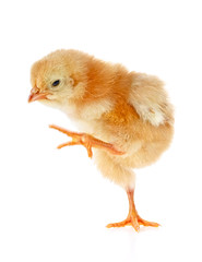 Cute little chicken isolated on white background