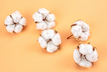 Cotton flowers on soft brown background. Flower composition with delicate cotton flowers.