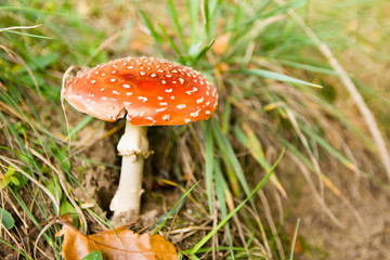 Trujący grzyb. Muchomor © shake_pl