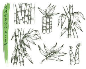 Set of isolated sketches of bamboo stalk