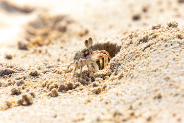 A small white crab crawls out of a hole in the sand on the beach, Oahu, Hawaii, USA