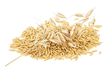 Oat spike with grains isolated on a white background. Full depth of field.