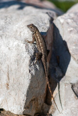 Adult Great Basin Fence Lizard on rock