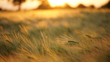 rye field at the golden sunset