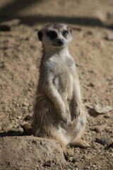 Fototapeta premium Meerkat sunbathing in sitting position