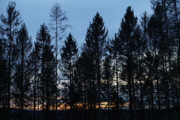 Winter Forest Evening
