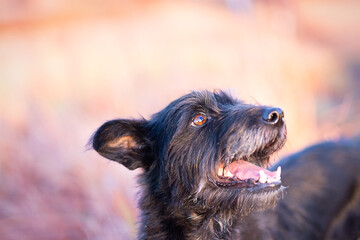 portrait od dog. Blurred background
